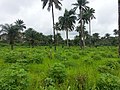 Rice Farm - panoramio (1).jpg