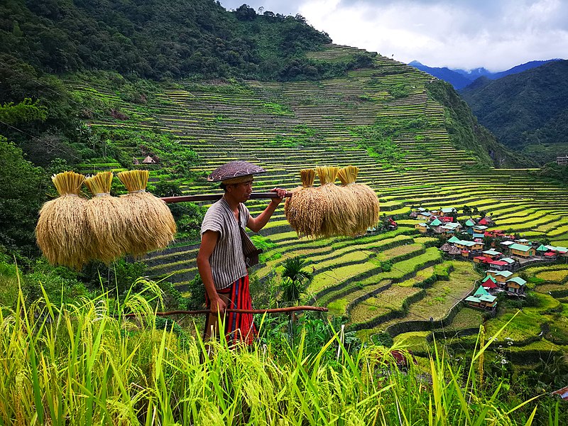 File:Rice Terraces of the Philippines.jpg