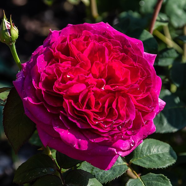 File:Rosa 'Lupo', Bad Wörishofen, Alemania, 2019-06-20, DD 27.jpg