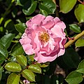 * Nomination Rosa 'sommerwind'. --Agnes Monkelbaan 16:03, 20 July 2018 (UTC) * Promotion Good quality. --Peulle 17:18, 20 July 2018 (UTC)