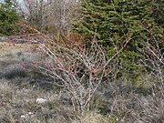 Rosa micrantha plant (03).jpg