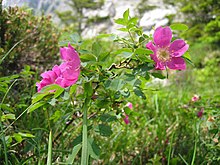 Rosa pendulina.jpg