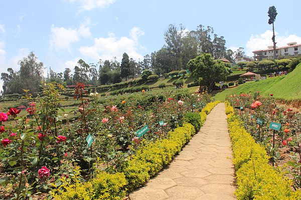 The Government Rose Garden, Ooty in South India; in the Tropic of Cancer, but at an altitude of 2200 metres