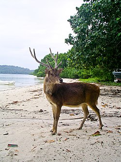 Seekor rusa di Pulau Peucang, Taman Nasional Ujungkulon