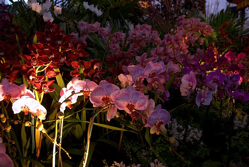 File:SF Pacific Orchid Show 2010-02-27 107.jpg