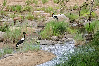 Saddle-billed Storks (Ephippiorhynchus senegalensis) couple in Timbavati riverbed (17173146907).jpg