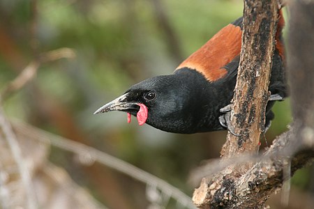 Philesturnus carunculatus