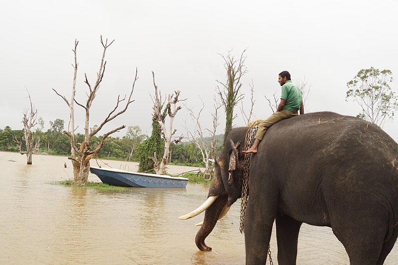 File:Sakrebailu elephant camp 17.jpg