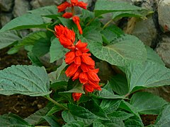 Salvia splendens (357118788).jpg