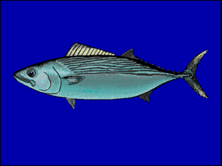Striped bonito species of fish