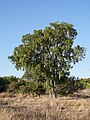 * Nomination Sausage tree (Kigelia africana), Pinnon Lodge, Mumbwa GMA --Tagooty 01:07, 15 August 2023 (UTC) * Promotion  Support Good quality. --Johann Jaritz 01:41, 15 August 2023 (UTC)