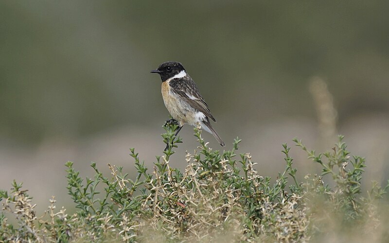 File:Saxicola rubicola (41368079371).jpg