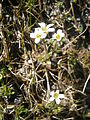 Saxifraga androsacea