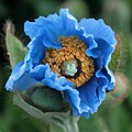 Scheinmohn (Meconopsis grandis)