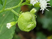 Schizomyia eupatoriflorae Schizomyia eupatoriflorae crop.jpg