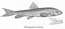 Schizopygopsis stoliczkai Hari.png