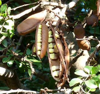 Open pods showing seeds with yellow arils Schotia brachypetala, oop peule met sade, Pretoria.jpg