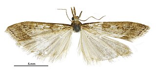 <i>Scoparia turneri</i> Species of moth