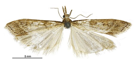 Scoparia turneri