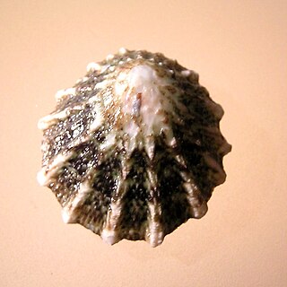 <i>Scurria ceciliana</i> Species of gastropod