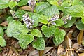 アツバタツナミソウ Scutellaria tsusimensis