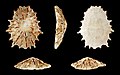 * Nomination Shell of a Barbara Limpet, Scutellastra barbara --Llez 06:47, 3 November 2012 (UTC) * Promotion Good quality. --Poco a poco 10:48, 3 November 2012 (UTC)