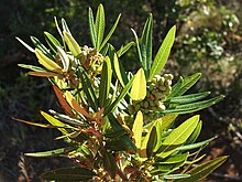 Searsia angustifolia Rhus angustifolia bush דרום אפריקה.JPG