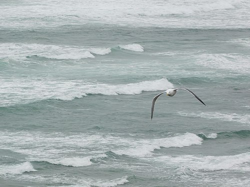 Seagull in flight - Newport ,Oregon ,USA