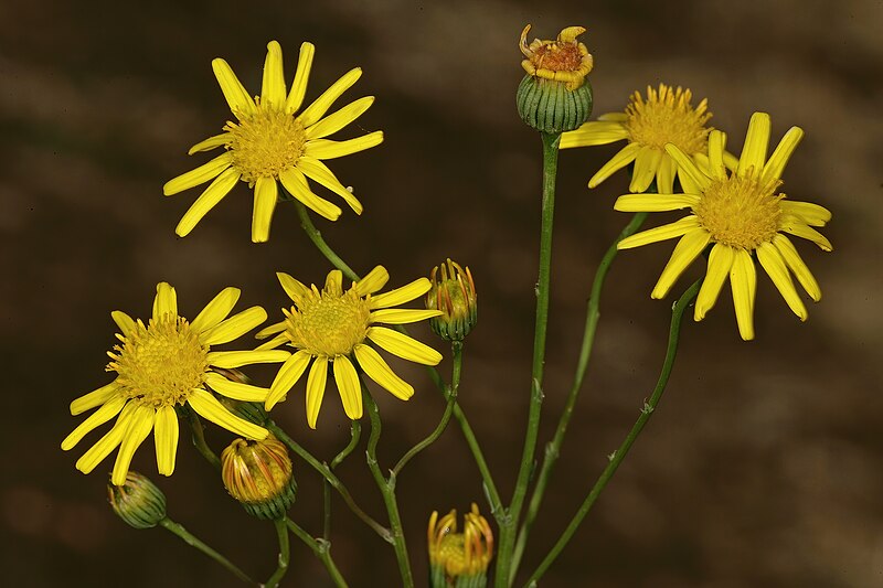 File:Senecio inaequidens 1DS-II 3-7892.jpg