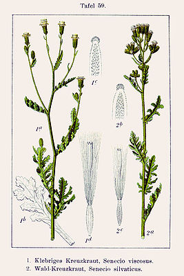Illustration of the common ragwort (Senecio sylvaticus, right);  left the sticky ragwort (Senecio viscosus)