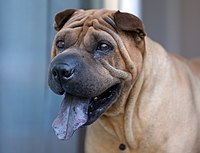 shar pei long haired