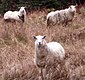 Sheep on the Green Garden's Trail (cropped).jpg