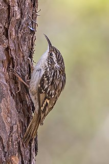 Short-toed treecreeper Species of bird