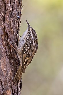 Short-toed treecreeper (Certhia brachydactyla megarhynchos).jpg