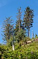 * Nomination Dead and sick trees, Panoramic trail at the Lothar Path, Northern Black Forest --Llez 05:50, 17 August 2020 (UTC) * Promotion  Support Good quality. --Ermell 06:04, 17 August 2020 (UTC)