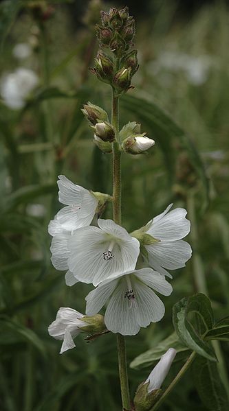 File:Sidalcea candida flora.jpg