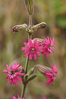 <i>Silene scouleri</i> Species of flowering plant