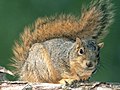 A red squirrel from village