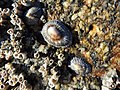 Conchas de Siphonaria pectinata (Linnaeus, 1758)[1] em seu habitat rochoso, com cracas; em Aveiro, Portugal.