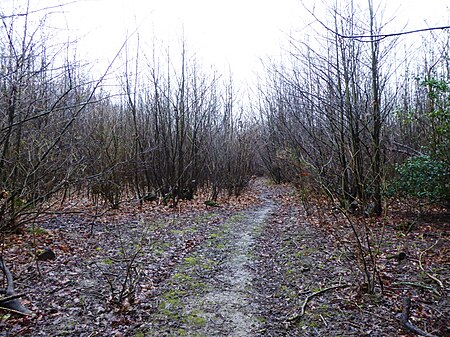 Sissinghurst Park Wood 4