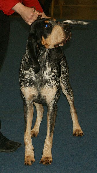 File:Small Blue Gascony Hound 3.jpg