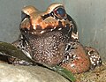 Smokey Jungle Frog (Leptodactylus pentadactylus)