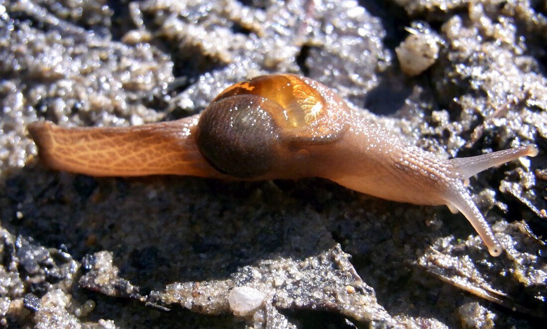 Helicarionidae