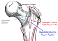 Sobo 1909 141 Quadrate tubercle Arabic YM.png