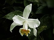 Sobralia chrysostoma