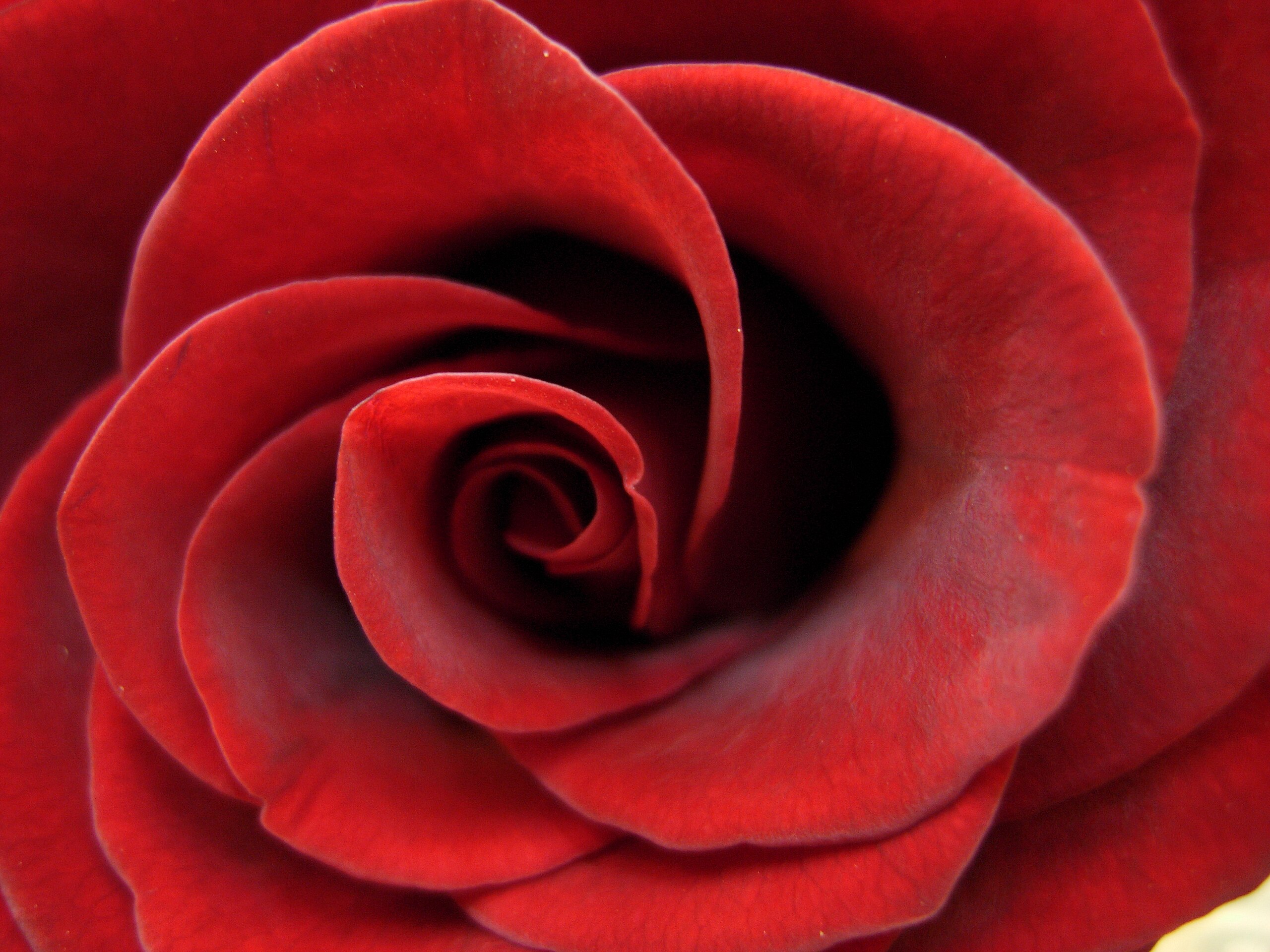 File:Red Rose Petals (4386388455).jpg - Wikimedia Commons