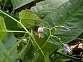 Solanum dulcamara flowers