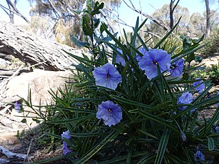 <i>Solanum vescum</i> Species of shrub