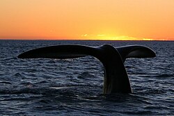 Southern right whale10