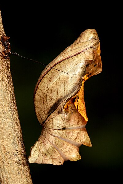 File:Southernbirdwingpupa 01 (2801787966).jpg